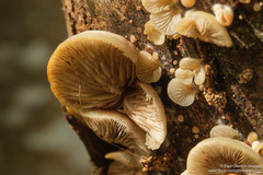 Crepidotus praecipuus
