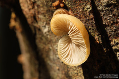 Crepidotus praecipuus