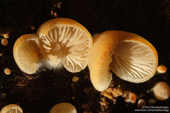Crepidotus praecipuus