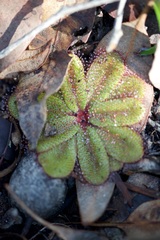 Drosera rosulata
