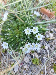 Gentiana leucomelaena