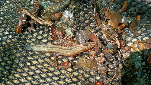 Italian golden loach (Sabanejewia larvata) — Cobitidae — 4