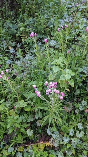 Image of Helichrysum formosissimum by no rights reserved
