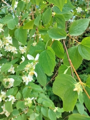 Philadelphus coronarius
