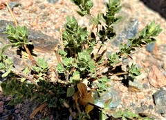 Dracocephalum fruticulosum