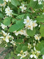 Philadelphus coronarius