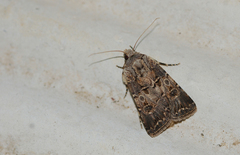 Agrotis lata