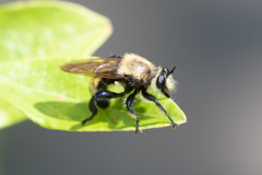 Laphria posticata