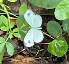 Leptosia nina