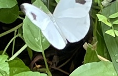 Leptosia nina