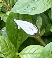 Leptosia nina