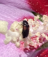 Divales bipustulatus