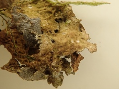 Sticta canariensis