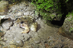 Limnonectes fujianensis