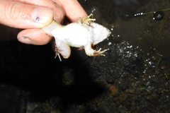 Limnonectes fujianensis