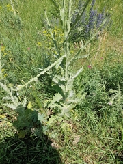 Onopordum acanthium