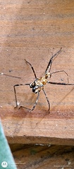Ploeogaster
