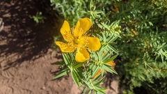 Hypericum revolutum