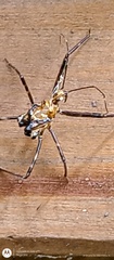 Ploeogaster