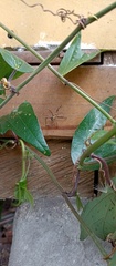 Ploeogaster
