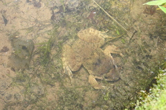 Limnonectes fujianensis