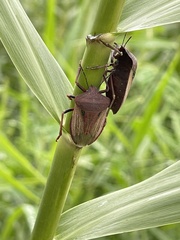Chalcopis glandulosa