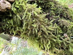 Lembophyllum divulsum