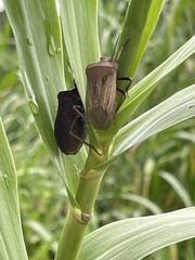 Chalcopis glandulosa