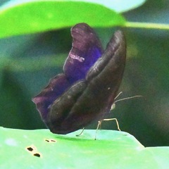 Coelites epiminthia