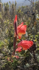 Gladiolus dalenii image