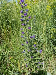 Echium vulgare