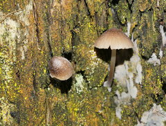 Mycena nargan