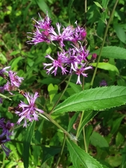 Vernonia