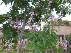 Lagerstroemia floribunda