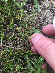 Crassula decumbens