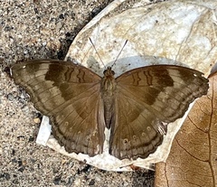 Junonia iphita