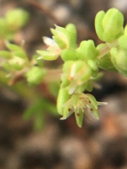 Crassula decumbens