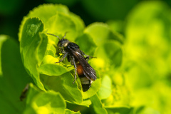 Trogaspidia catanensis