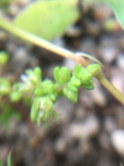 Crassula decumbens