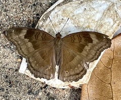 Junonia iphita