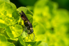 Trogaspidia catanensis