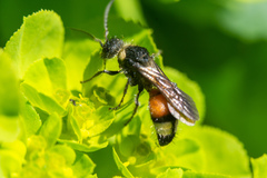 Trogaspidia catanensis