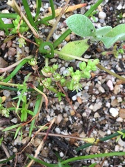 Crassula decumbens