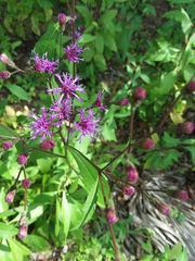 Vernonia