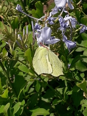 Gonepteryx cleopatra