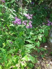 Vernonia