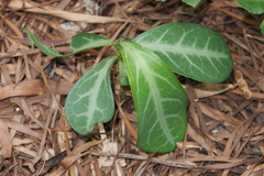 Breynia spatulifolia