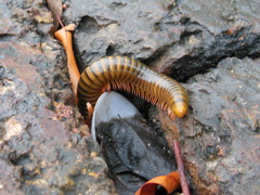 Thyropygus allevatus