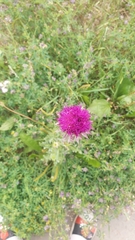 Carduus nutans