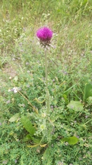 Carduus nutans